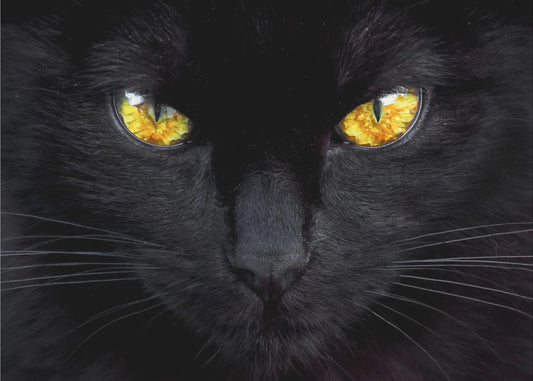 De hypnotiseur van de nacht | Canvas