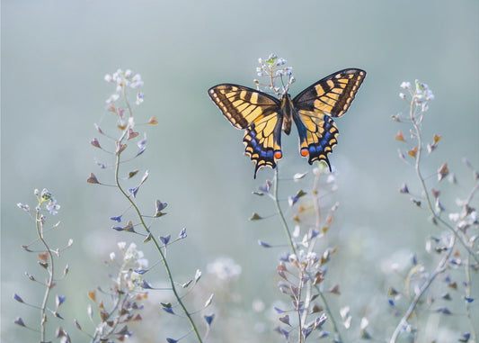 Swallowtail beauty | Poster