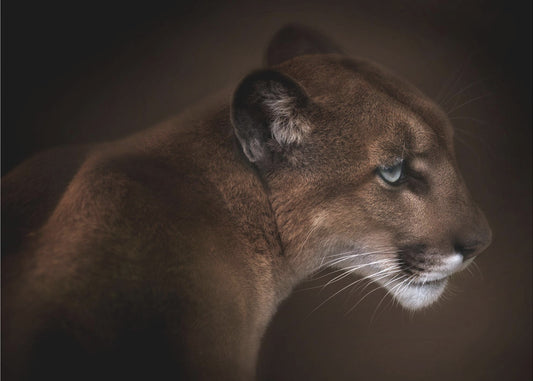 Puma | Achtergrond