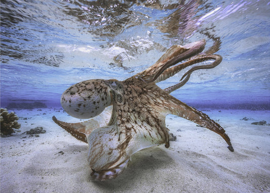 Dansende Octopus | Canvas