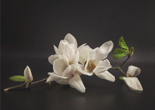 Magnolia | Canvas