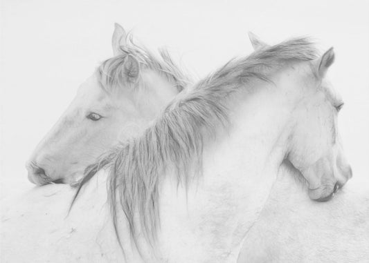 Paarden | Canvas