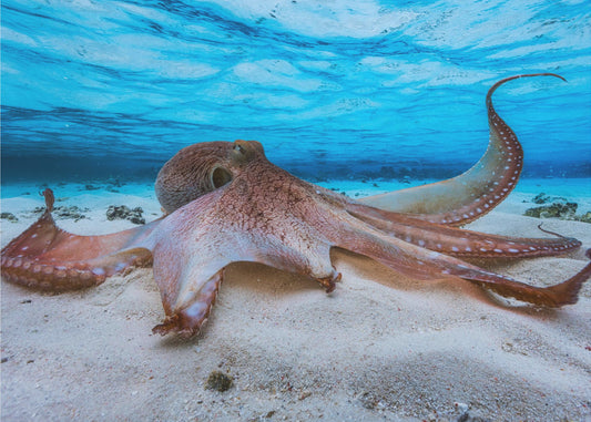 Octopus | Canvas