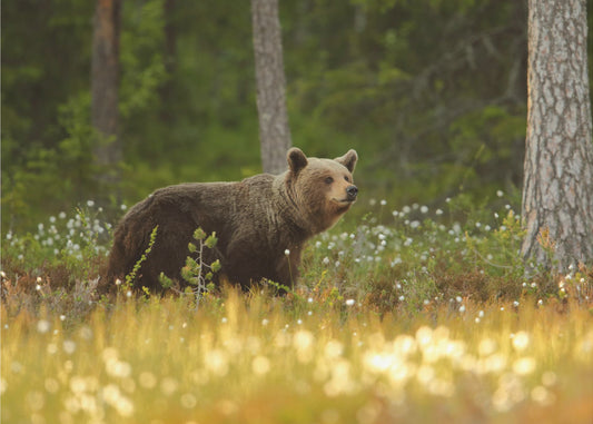Brown Bear | Poster