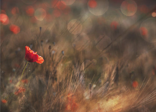 Poppy | Poster