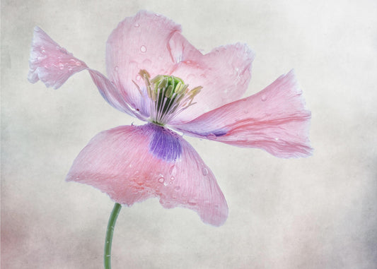 Pastel klaproos | Canvas