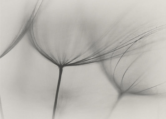 Tragopogon | Poster