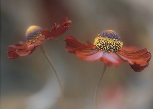 Helenium dans | Canvas