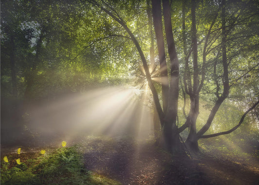 The morning light | Poster