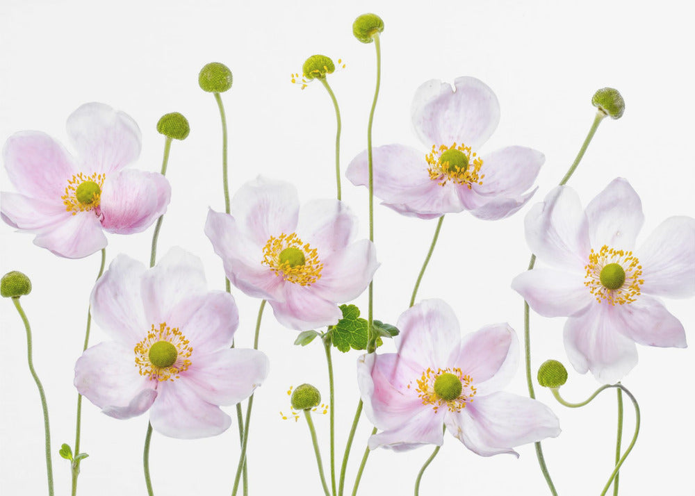 Japanse anemonen | Canvas