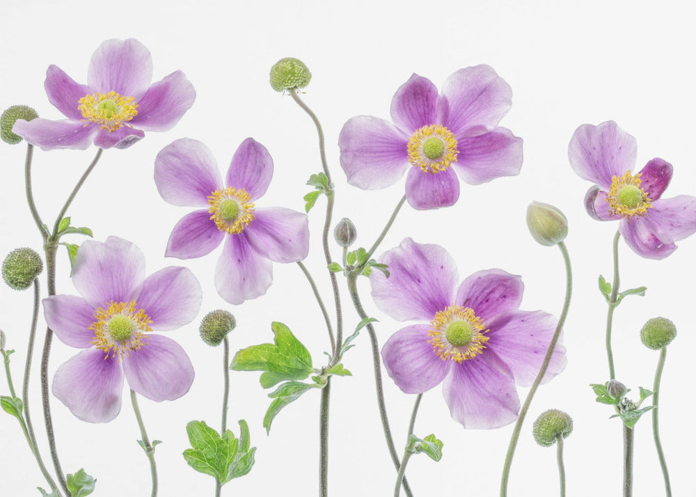 Anemoon Japonica | Canvas