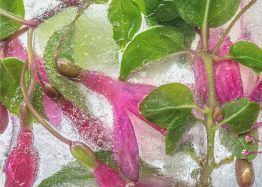 Fuchsia bevriezing | Canvas