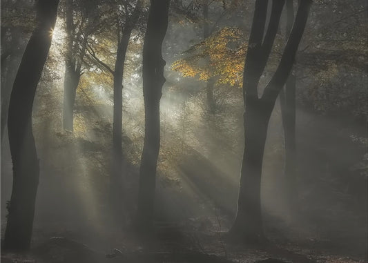 Sunbeam | Poster