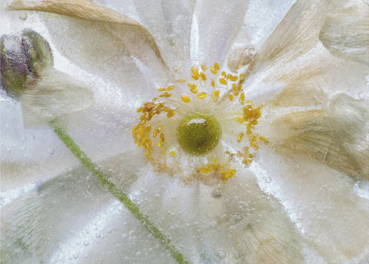 Bloemenvries | Canvas