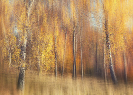 Herfstberken | Behang