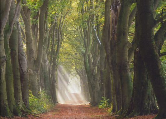 Een glorieuze dag | Canvas