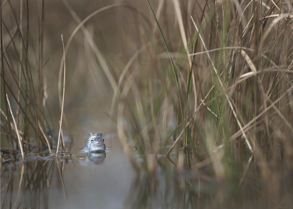 Two frogs | Canvas