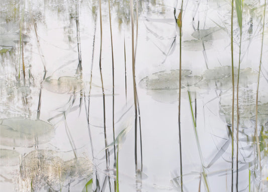 Lily leaves | Poster