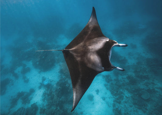 Manta vliegt!!! | Canvas