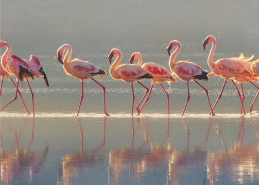 Flamingo | Canvas