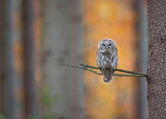 Tawny Owl | Poster