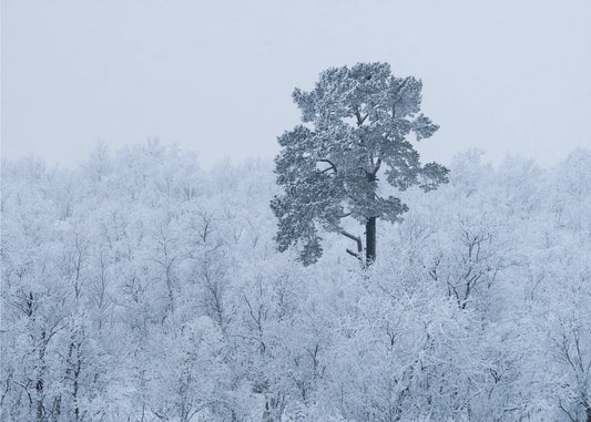 First snow | Poster