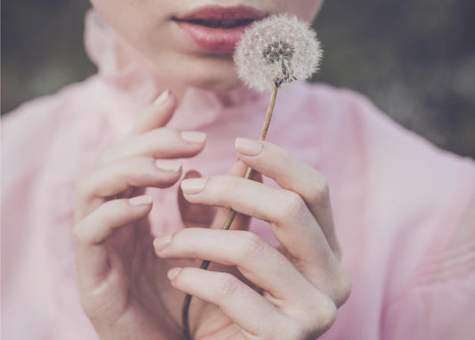 Dandelion | Wallpaper