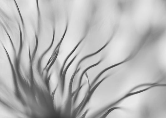 Zonder titel | Canvas