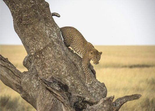 Luipaard - Serengheti, Tanzania | Achtergrond
