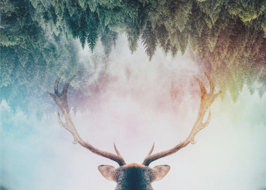 Antler | Poster