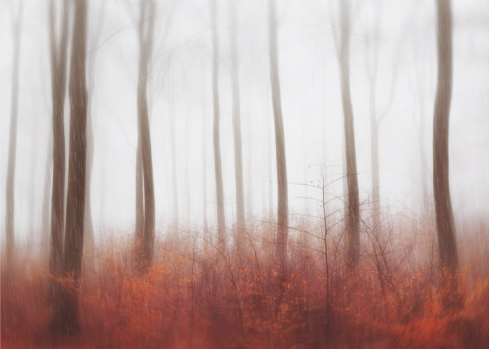 Eindeloze bossen | Canvas
