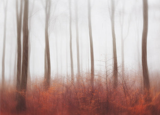 Eindeloze bossen | Canvas