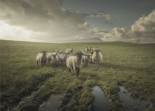 Schapen | Canvas