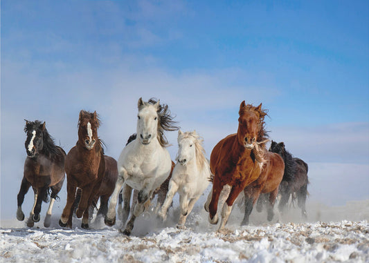 Mongoolse paarden | Canvas