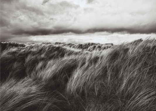 Duinen van gras | Poster