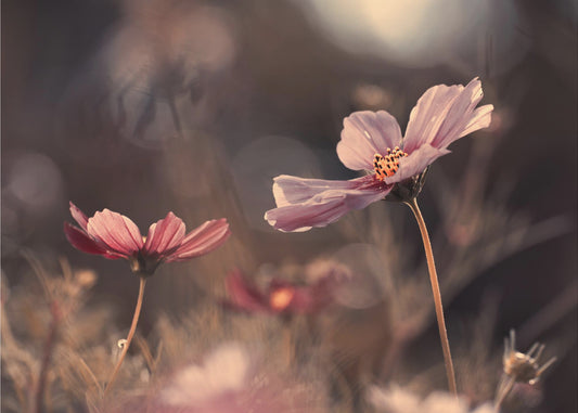 Bloemen van onschuld | Canvas