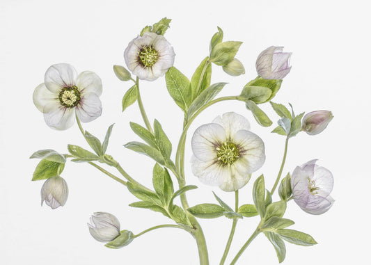 Helleborus | Canvas