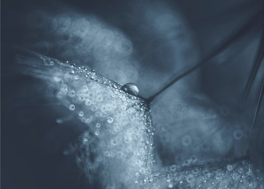 Blauwe paardenbloemen | Canvas