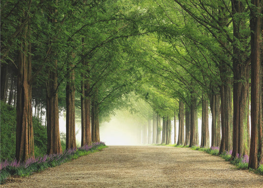 Metasequoia Road | Achtergrond