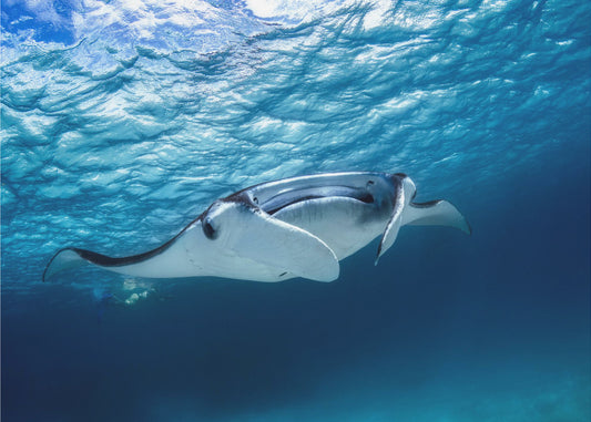 Mantarog | Canvas