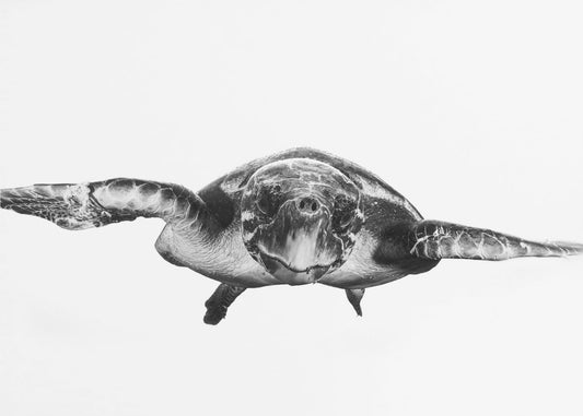 Wit en schildpad | Behang