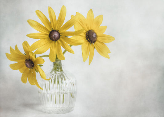 Rudbeckia | Canvas