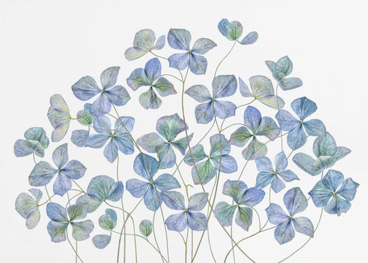 Hortensia | Canvas