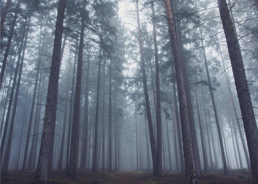 Mysterieus mistig bos. | Achtergrond