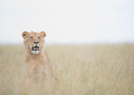 Jonge Leeuw | Canvas