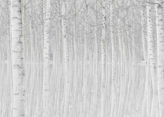 Bomen | Behang