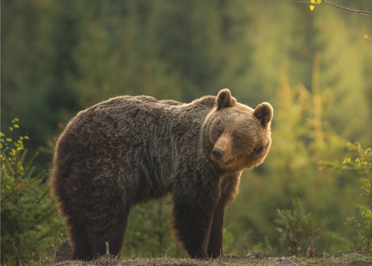 Backlit bear | Poster
