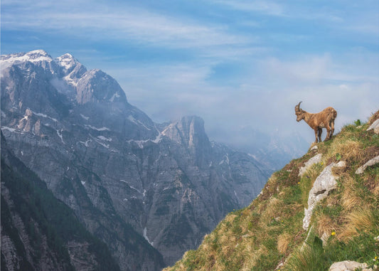 Alpensteenbok in de bergen | Poster