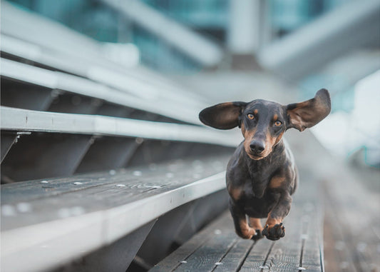 Een kleinere Hund läuft durch die Welt.... | Behang