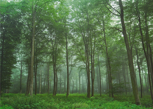 Forest View | Poster